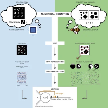 Sayıların Zihni Şekillendirişi: Öğrenme, Dil ve Kültüre Etkisi