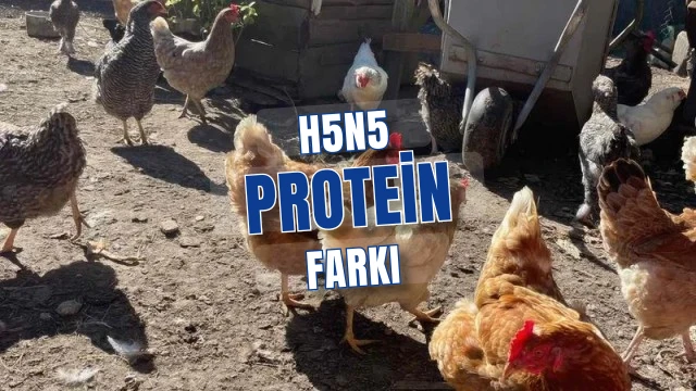 H5N5 ilk insan vakası ABD’de görüldü protein farkları ne diyor