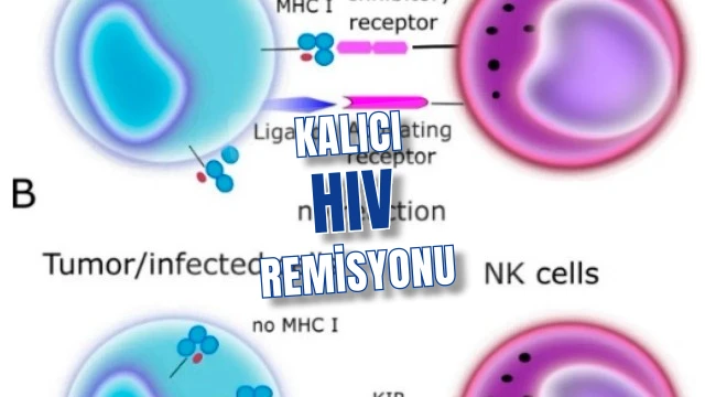 HIV’de kalıcı remisyona doğru bNAbs ve genetik ipuçları 2025