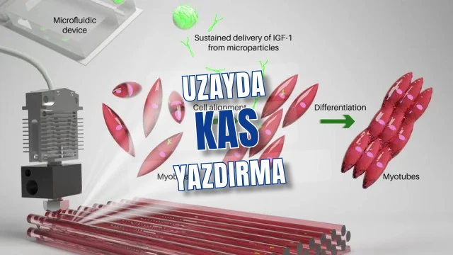 Uzayda 3D yazıcıyla kas dokusu üretildi: Nakil için yeni umut